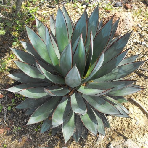 Agave Quiz: questions and answers