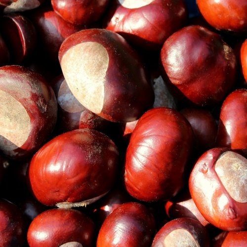 Chestnut Quiz: questions and answers