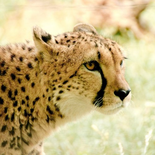 cheetah average speed