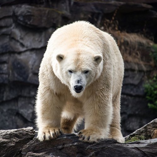 Polar Bear Quiz: questions and answers