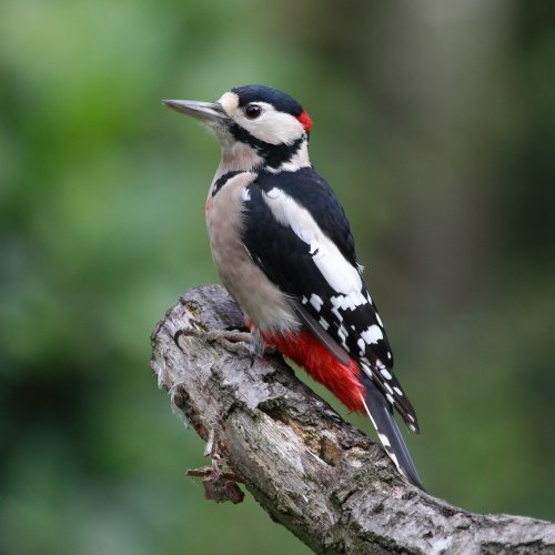 Woodpeckers Quiz: questions and answers