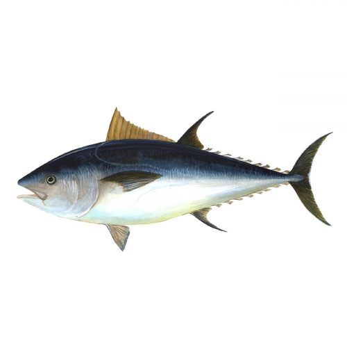 Tuna Quiz: questions and answers