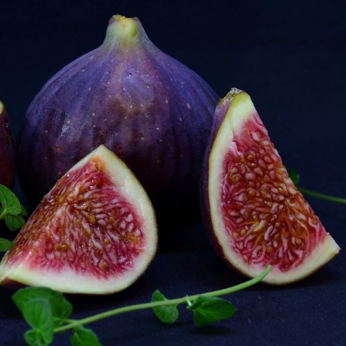 Common Fig Quiz