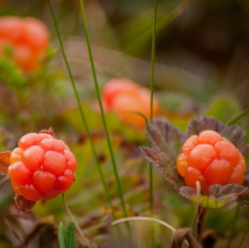 Cloudberry Quiz: questions and answers