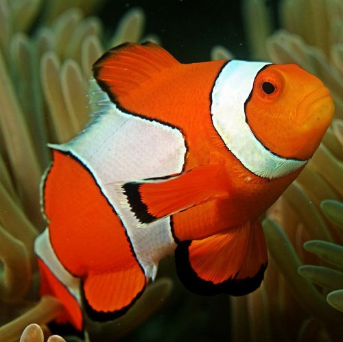 Clown fish Quiz: questions and answers