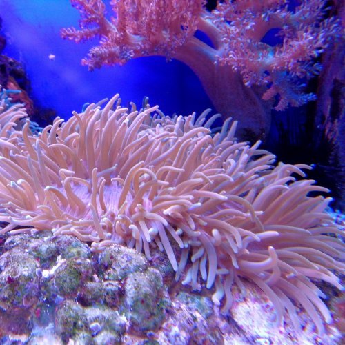 Corals Quiz: Trivia Questions and Answers