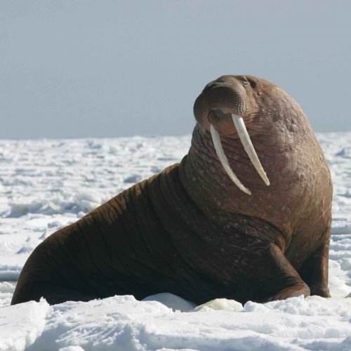 Walrus Quiz: questions and answers