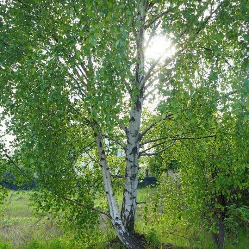 Birch Quiz: Trivia Questions and Answers