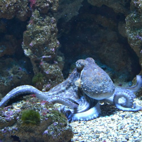 Octopuses Quiz: questions and answers