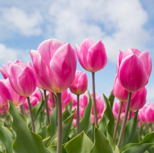 Tulips Quiz: Trivia Questions and Answers