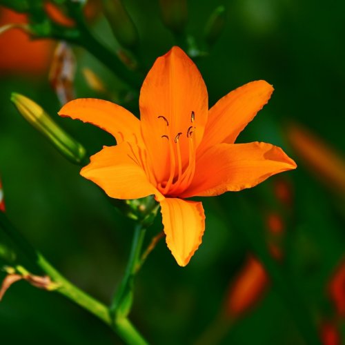 Lily Quiz: Trivia Questions and Answers
