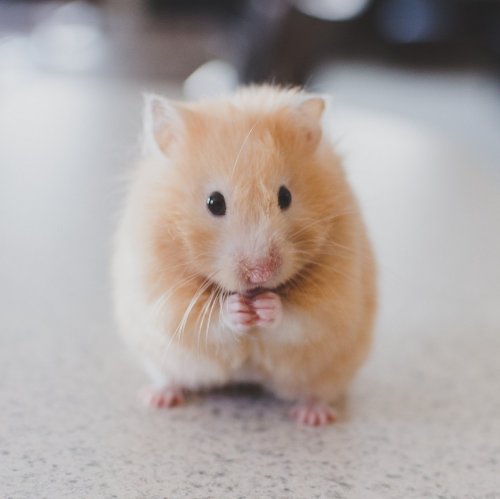 Hamster Quiz: questions and answers