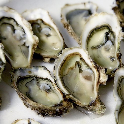 Oyster Quiz: questions and answers