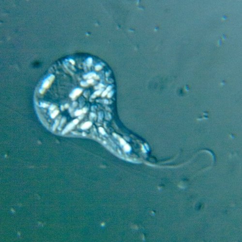 Protozoa Quiz: questions and answers