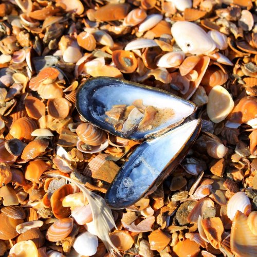 Mussels Quiz: questions and answers