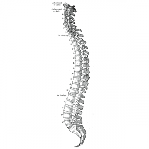 Vertebral Column Quiz: questions and answers
