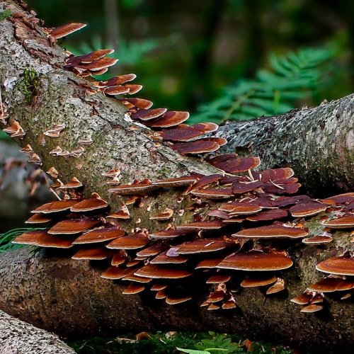 Fungi Quiz: questions and answers