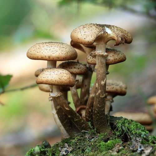 Mushrooms Quiz: questions and answers