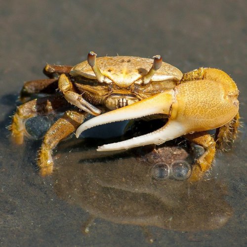 Crab Quiz: questions and answers