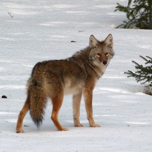 Coyote Quiz: questions and answers