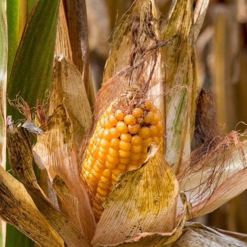 Corn Quiz: Trivia Questions and Answers