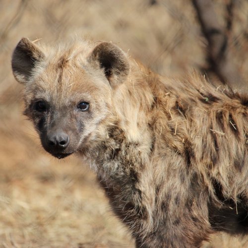 Hyena Quiz: questions and answers