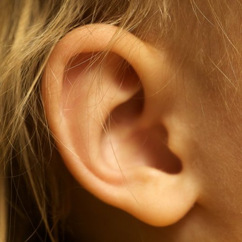Ears Quiz: questions and answers