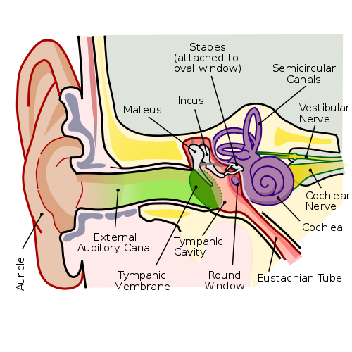 Auditory system Quiz: questions and answers