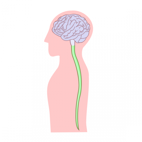 Central nervous system Quiz: questions and answers