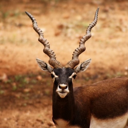 Blackbuck Quiz: questions and answers