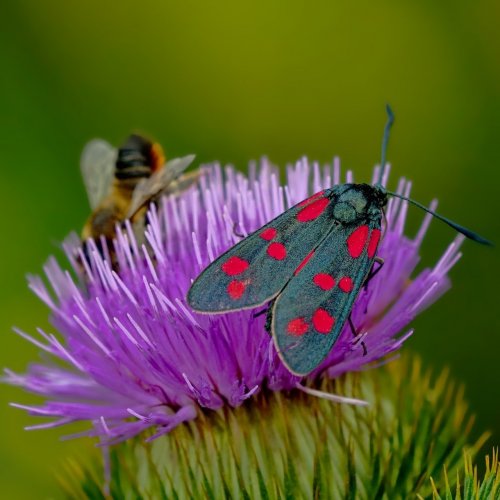 Insects Quiz: questions and answers
