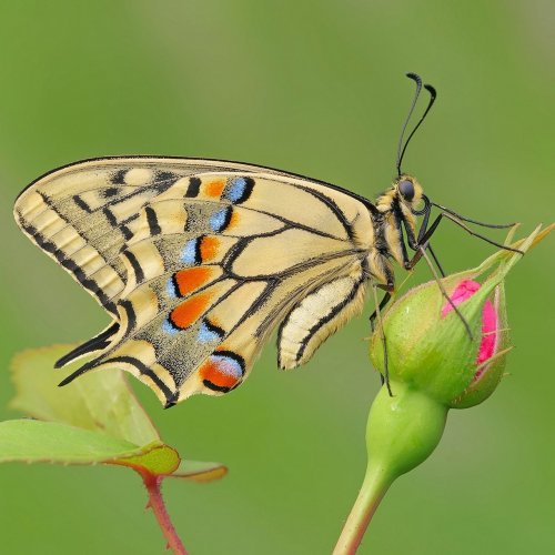 Butterfly Quiz: Trivia Questions and Answers