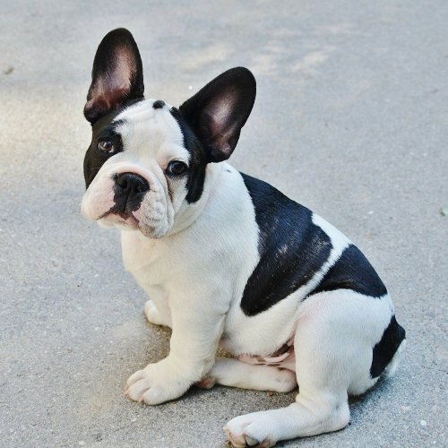 French Bulldog Quiz: 10 Trivia Questions and Answers