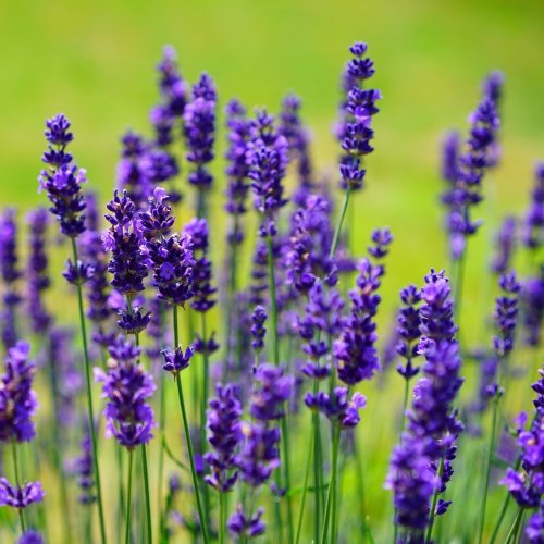 Lavender Quiz: 10 Trivia Questions and Answers