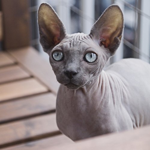Sphynx Cat Quiz: Trivia Questions and Answers