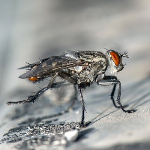 Fly Quiz: Trivia Questions and Answers