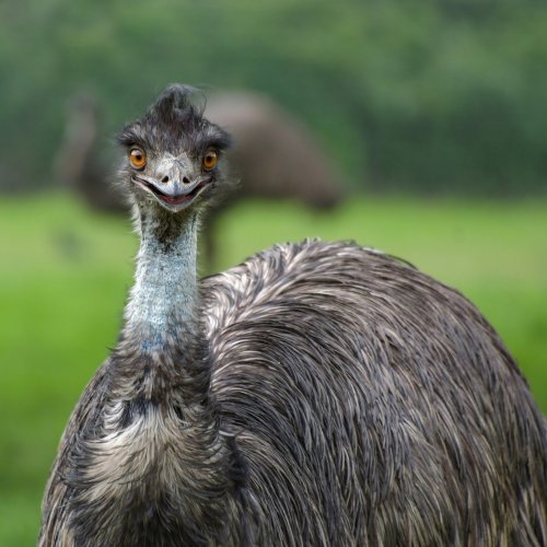 Emu Quiz: questions and answers