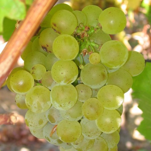 Sauvignon blanc Quiz: questions and answers