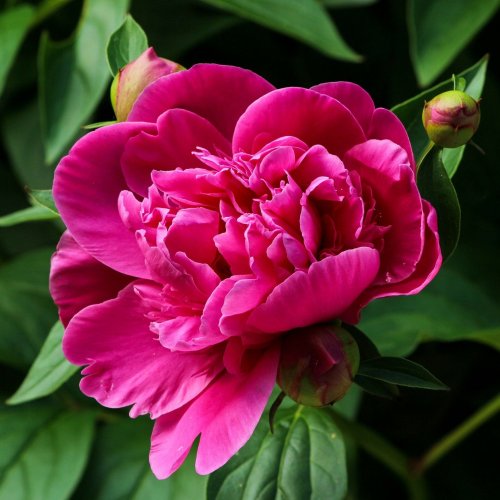 Peony Quiz: Trivia Questions and Answers