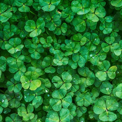 Clover Quiz: questions and answers