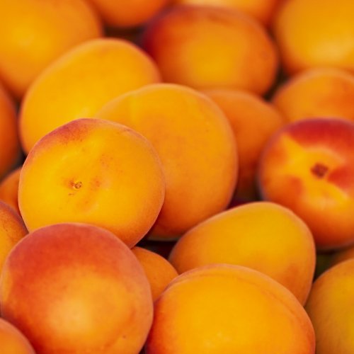 Apricot Quiz: Trivia Questions and Answers