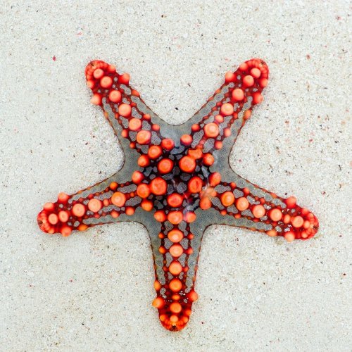 Starfish Quiz: questions and answers