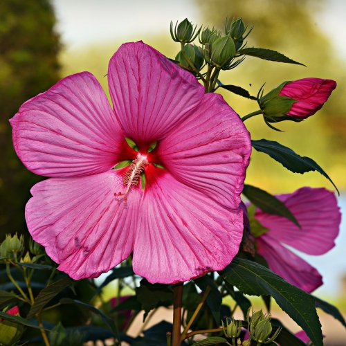 Hibiscus Quiz: Trivia Questions and Answers