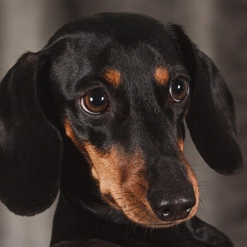Dachshund Quiz: Trivia Questions and Answers