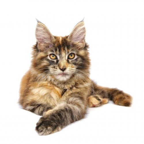 Maine Coon Quiz: 10 Trivia Questions and Answers