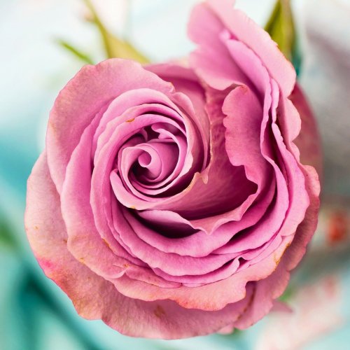 Roses Quiz: Trivia Questions and Answers