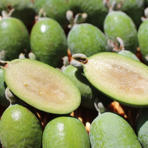 Feijoa Quiz: questions and answers