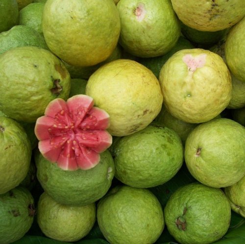 Guava Quiz: questions and answers
