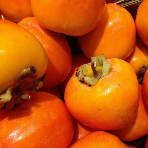 Persimmon Quiz: questions and answers