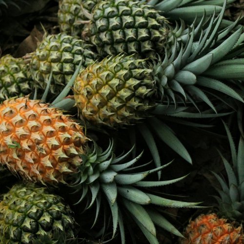 Pineapple Quiz